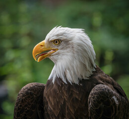 A bald eagle closeup in a falcrony in saarburg
