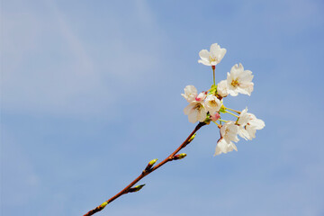a blooming branch of a plum tree on aa blue sky background