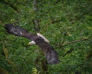 A bald eagle closeup in a falcrony in saarburg