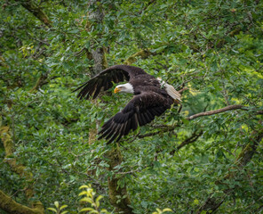 A bald eagle closeup in a falcrony in saarburg
