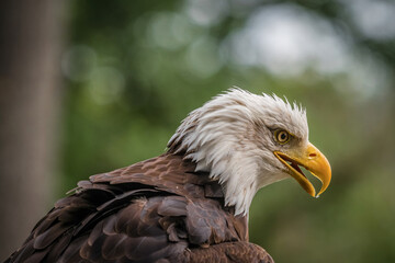 A bald eagle closeup in a falcrony in saarburg