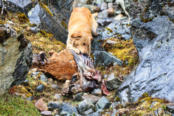 Wild Dog eating a cow. Peru Huamantay lake. Cusco