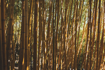Bamboo Screen