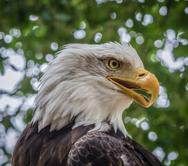 A bald eagle closeup in a falcrony in saarburg