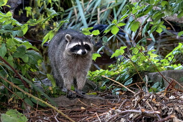 Wild raccoon in a natural park on the lake among green bushes and green grass