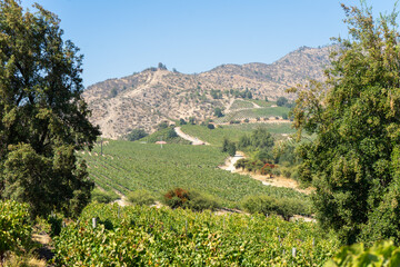 Fototapeta na wymiar vineyard until the mountain