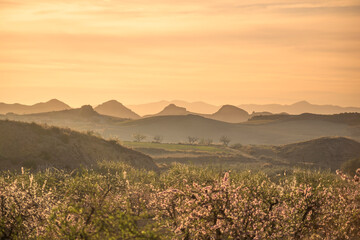 Scenic landscape of Murcia at dawn over cultivated fields and, in the background, mountains with a pink color. In the foreground are almond blossoms