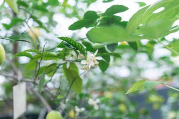 Citrus white flowers on the fruit tree in the orangery. Close up