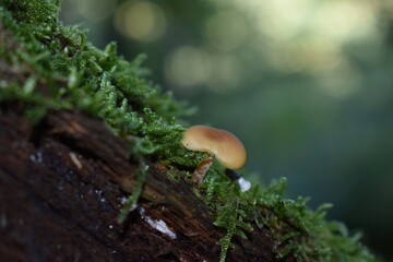 Little mushroom in the woods
