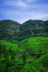 Fototapeta na wymiar green tea plantation