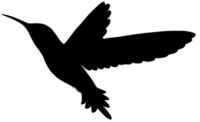 humming bird silhouette icon