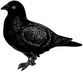 pigeon bird silhouette icon