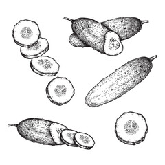 Hand drawn sketch style cucumbers set. Whole, sliced and grow. Farm fresh vegetable illustrations collection. Vector illustrations.