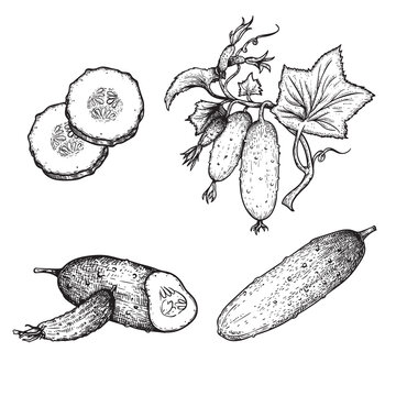 Hand drawn sketch style cucumbers set. Whole, sliced and grow. Farm fresh vegetable illustrations collection. Vector illustrations.
