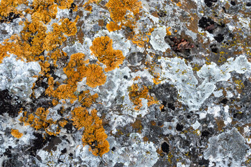 Stone in nature with a beautiful pattern