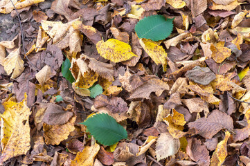 Autumn leaf fall in the forest with the most beautiful color