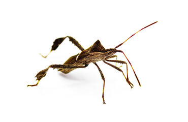 eastern leaffooted or leaf footed bug - Leptoglossus phyllopus - isolated on white background