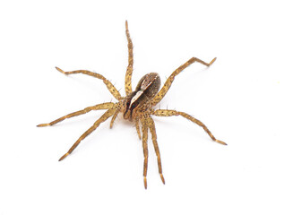 hentz wolf spider - rabidosa hentzi - side top profile view isolated on white background. Great detail