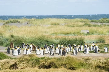 Foto op Canvas Colony of king penguins at Tierra el Fuego in Chile © Fyle