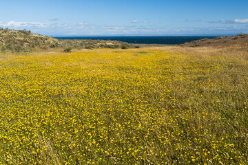 Blooming meadow of Tierra del Fuego