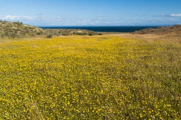 Fotobehang Blooming meadow of Tierra del Fuego © Fyle
