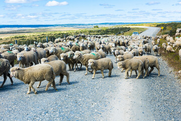 Herd of sheep on the road in Tierra del Fuego - 586340422