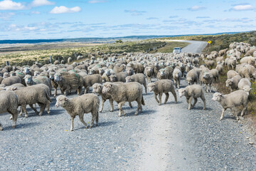 Herd of sheep on the road in Tierra del Fuego