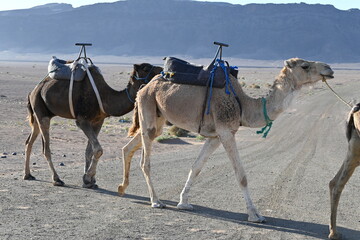 Camels, Desert, Atlas Mountains, Morocco, Africa,  animal, travel, nature, dromedary, sahara, wildlife, 