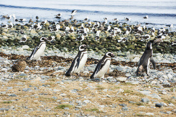 Four Magellanic penguins on Magdalena island in Chile