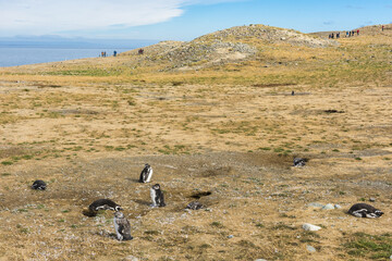 Colony of  Magellanic penguins on Magdalena island in Chile