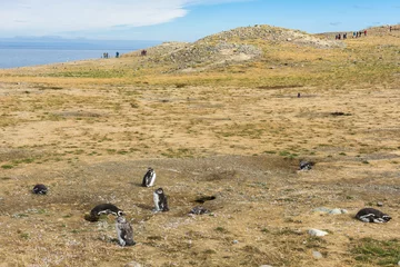 Foto op Canvas Colony of  Magellanic penguins on Magdalena island in Chile © Fyle