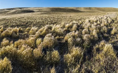 Foto op Canvas Grass in windy Patagonia plains © Fyle
