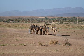 Fototapeta na wymiar Camels, Desert, Atlas Mountains, Morocco, Africa, animal, travel, nature, dromedary, sahara, wildlife, 
