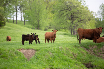 Naklejka premium Cows in Pasture Summertime