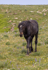 Wild Horse in Summer in the Pryor Mountains Montana