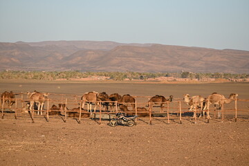 Camels, Desert, Atlas Mountains, Morocco, Africa,  animal, travel, nature, dromedary, sahara, wildlife, 