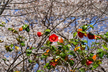 赤い椿の花