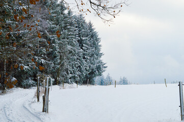trail trough a winter landscape with snow coveres fir trees winter background vogtland germany