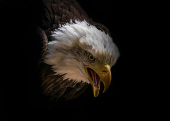 A bald eagle closeup in a falcrony in saarburg