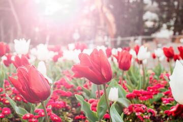 Red and white tulips in nature in sunlight