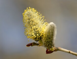 Fluffy buds on the willow branches in spring in the forest