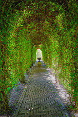 Green berceau arbour trellis overgrown garden path arcade arch way in Keukenhof garden. Lisse, Netherlands