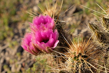 cactus flower in bloom