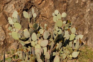 shrub of cactus in the desert