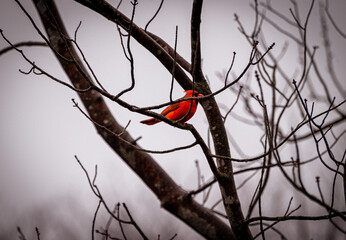 cardinal on a branch