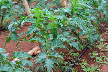 Tomato plantation, young tomato seedlings, high resolution image