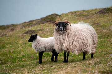 Mayo blackface mountain sheeps