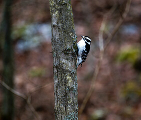 woodpecker on tree