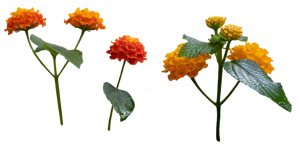 Close-up of flowers with leaves on white background, Hedge, Lantana camara, Weeping lantana, White sage.