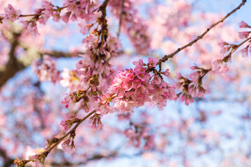 Horizontal banner with sakura flowers of pink color on sunny backdrop. Beautiful nature spring background with a branch of blooming sakura. Copy space for text